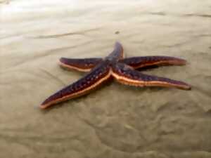 photo Biodiversité du Bassin d'Arcachon : une richesse à découvrir