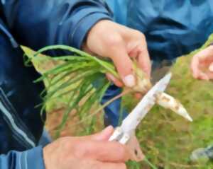 photo BALADE DÉCOUVERTE : SALADES SAUVAGES