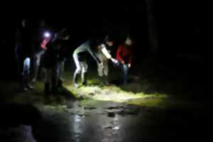 photo Un dragon dans nos jardins