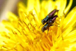 photo Exposition photos : Insectes et Papillons par Jean-Paul Laumonier