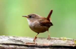 photo Formation Chants d'oiseaux