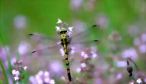 photo Tourbière des Dauges : découvrir des monstres ailés