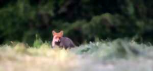 photo Le monde de la nuit - Dimanche Nature