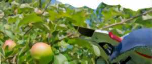 photo Taille et entretien d'un verger plein vent traditionnel - Dimanche Nature