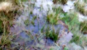 photo Fête de la nature, le printemps sur la tourbière des Dauges