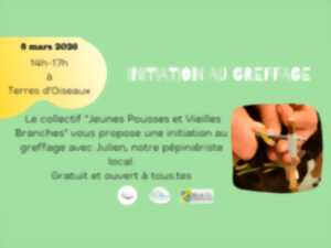 photo Initiation au greffage