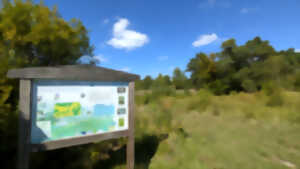 photo Sortie nature à Chermizy-Ailles : 