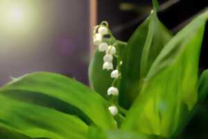 photo Randonnée du Muguet