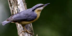 photo Sortie nature avec la LPO