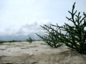 photo Salicorne et compagnie