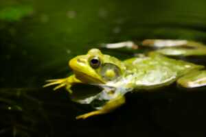 photo Printemps de la biodiversité - Sortie nocturne à la rencontre des amphibiens
