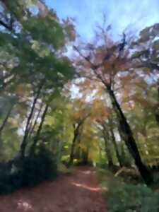 photo Printemps de la biodiversité - Balade botanique et initiation à la reliance végétale