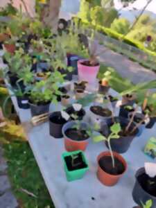 photo Préparer ses semis et bouturage au printemps