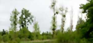 photo Cet arbre est-il habité ?