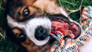 photo Cani'Colloc, 3ème édition