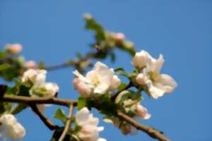 photo Initiation au greffage avec le Foyer Rural