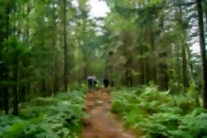 photo Sentiers Plaisir : Les panoramas d'Herbach à la Mullerplatz