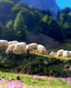 photo Les bergers d'Ossau