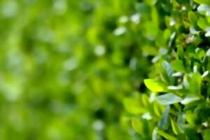 photo Les haies dans le paysage d'Exoudun