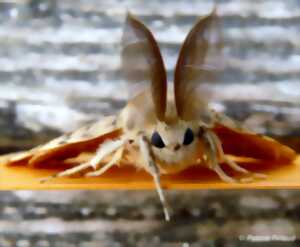 photo Formez-vous aux papillons de nuit