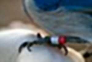 photo Portes ouvertes : station de baguage