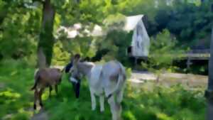 photo A la découverte des ânes