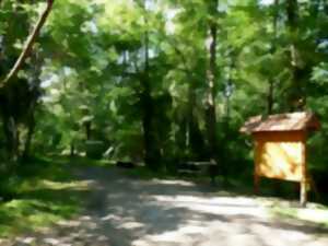 Visite commentée du sentier botanique
