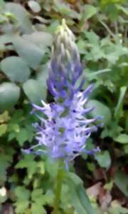 photo Sortie découverte des plantes sauvages comestibles et médicinales