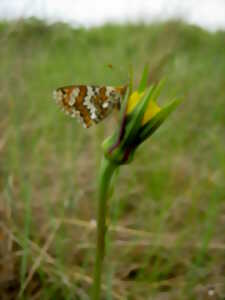 photo Cherchez la p'tite bête