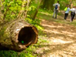 photo Chasse aux oeufs