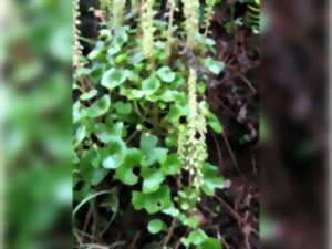 photo Plantes comestibles et médicinales