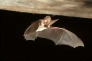 photo Café-débat sur les chauve-souris