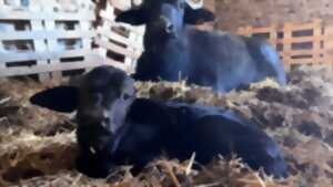 photo 100 lieux 100 massages : Ancrage en Pyrénées