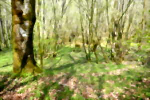 photo Sortie champignons à la forêt d'Epagne