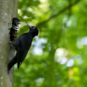 photo Quand la forêt chante : à la découverte des oiseaux ardennais