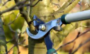 photo Taille et greffe au verger