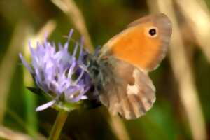 photo Papillons et orchidées: trésors des pelouses calcaires
