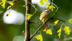 photo Ecorces et bourgeons avec la LPO