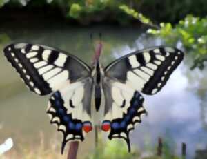 photo Formez-vous aux papillons de jour