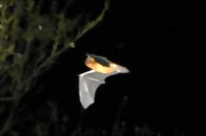 photo Nuit de la chauve-souris aux Mines d'Argent