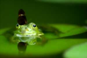 photo Sortie nocturne : les amphibiens