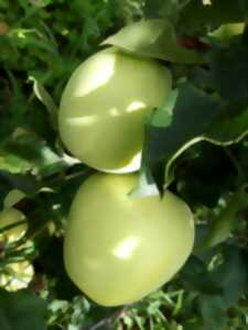 photo Pomme de reinette et pomme d'api