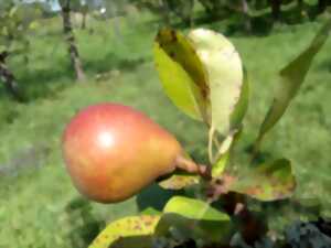 photo Nobles poires et prunes exquises