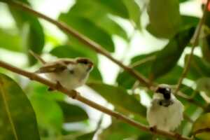 photo Recherche et observation des oiseaux