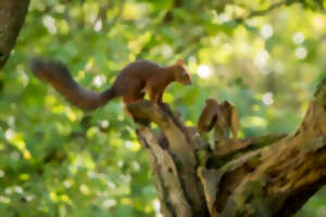 photo Balades improvisées