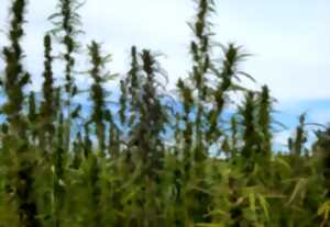 photo Tout autour du chanvre