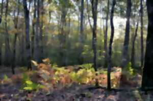 photo Lecture du paysage et milieu forestier