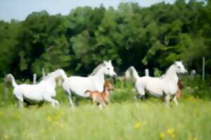 photo Journée  Haras de la Chataignière et repas