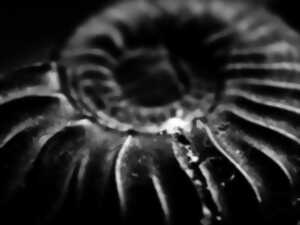 photo [RDV Nature] : A la découverte des fossiles