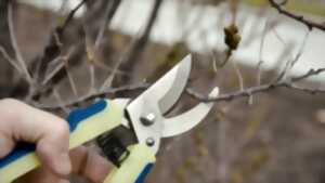 photo Invitation à la taille des fruitiers